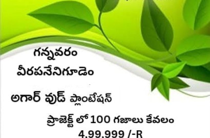 Agarwood Farmland Plots for Sale in Gannavaram-Veerapanenigudem