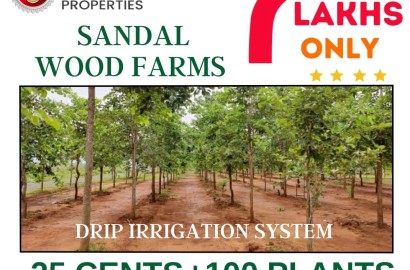 Sandalwood Farm Plots For Sale in Prakasam, Yerragondapalem-Sri Gandham Resorts