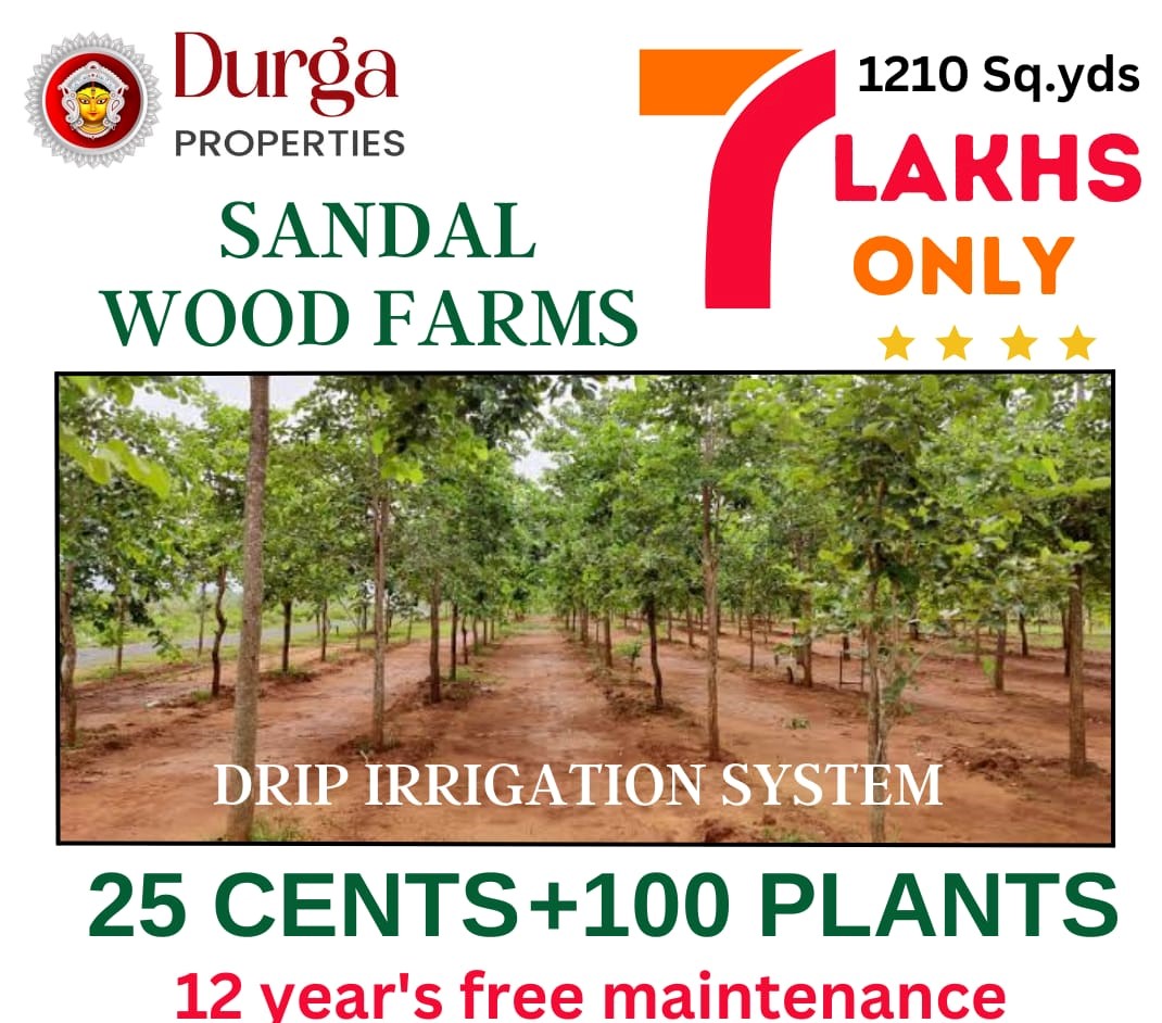 Sandalwood Farm Plots For Sale in Prakasam, Yerragondapalem-Sri Gandham Resorts